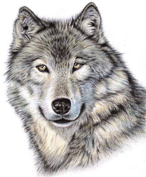 wolf pictures to download|free wolf pictures to print.